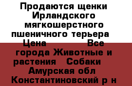 Продаются щенки Ирландского мягкошерстного пшеничного терьера › Цена ­ 30 000 - Все города Животные и растения » Собаки   . Амурская обл.,Константиновский р-н